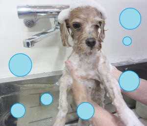 シャンプーミックス