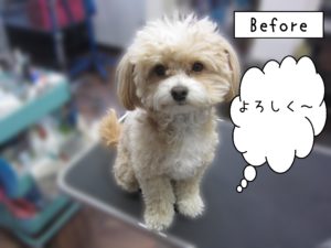 よろしくミックス