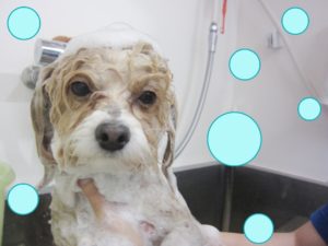 シャンプーミックス