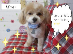 仕上がりミックス