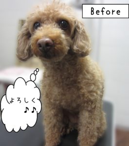 よろしくトイプー