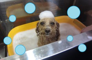 シャンプートイプー