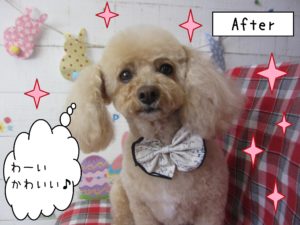 仕上がりトイプー