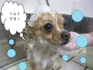 シャンプーチワワ
