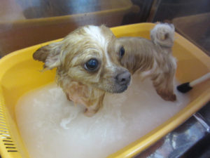 お風呂チワワ