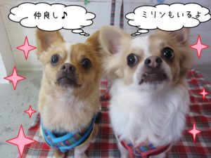 仕上がりチワワ