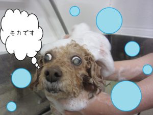 シャンプートイプー