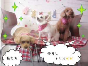 仕上がりトイプー&チワワ