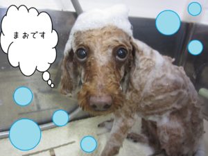 シャンプートイプー