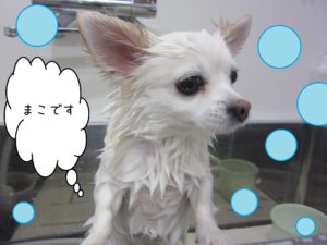 シャンプーチワワ