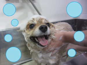 シャンプーポメ