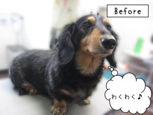 よろしくダックス