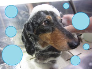 シャンプーダックス