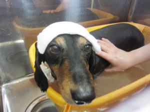 お風呂ダックス