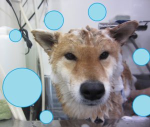 シャンプーしば