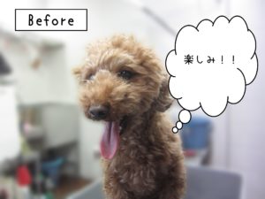 よろしくトイプー