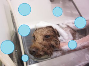 シャンプートイプー