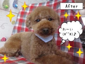 仕上がりトイプー