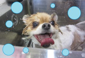 シャンプーミックス