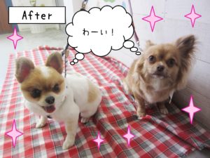 仕上がりミックス&チワワ