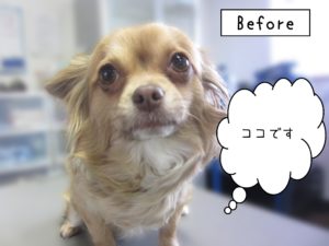 よろしくチワワ