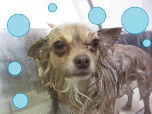 シャンプーチワワ