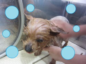 シャンプーヨーキー