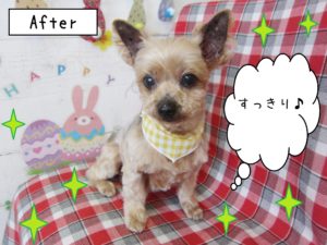 仕上がりヨーキー