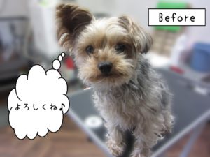 よろしくヨーキー