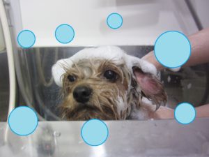 シャンプーヨーキー