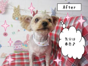 仕上がりヨーキー