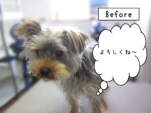 よろしくヨーキー