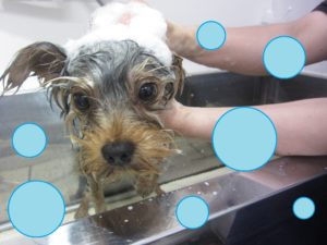 シャンプーヨーキー