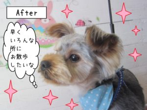 仕上がりヨーキー