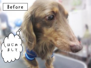 よろしくダックス