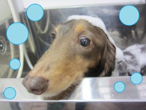 シャンプーダックス