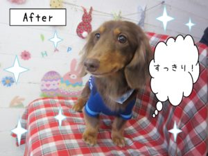 シャンプーダックス