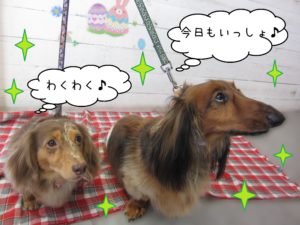 仕上がりダックス