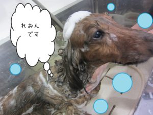 シャンプーダックス