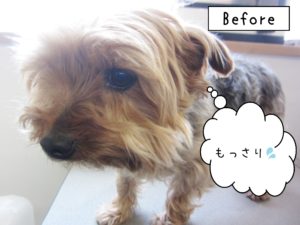 よろしくヨーキー