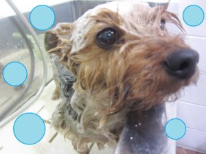 シャンプーヨーキー