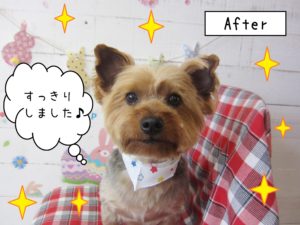 仕上がりヨーキー