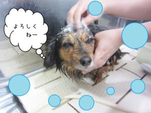 シャンプーミックス