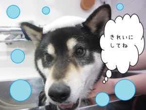 シャンプーしば