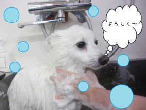 シャンプースピッツ