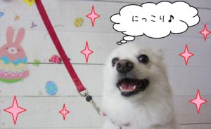 仕上がりスピッツ