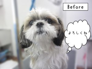 よろしくシーズー