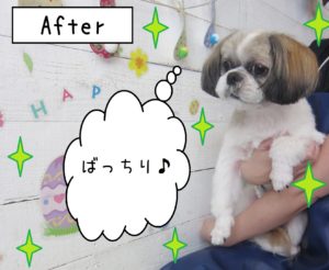 仕上がりシーズー