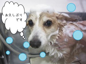 シャンプーコーギー