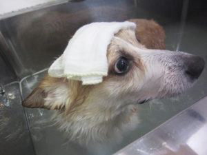 お風呂コーギー